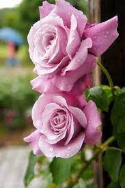 Miss Rose Violet Mawar Cantik Bunga Teratai Bunga Cantik