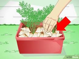 They think they have their own private jungle over here. 3 Ways To Keep A Cat Out Of Potted Plants Wikihow