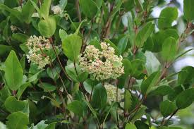 Image result for Bersama lucens