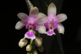 Image result for Eulophia elegans