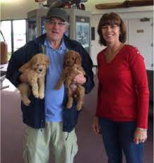 Goldendoodle litter of puppies for sale near virginia, midlothian, usa. Fox Creek Farm Creator Of The Mini Goldendoodle