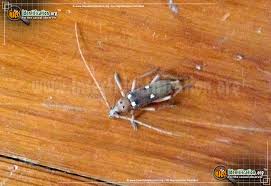 Image result for Ivory 1950 Beetle