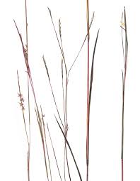 Image result for Schizachyrium sanguineum
