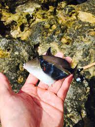 Check spelling or type a new query. Hawaii S State Fish What A Tongue Twister Steemkr