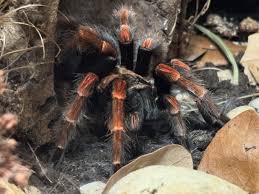 Image result for Amauropelta bergiana