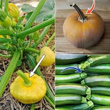 Image result for Cucurbita