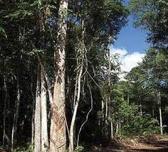 Better late than never, i say! Eco Park Draw In Ipoh The Star
