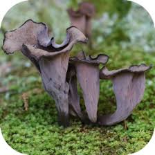 Image result for Craterellus fallax