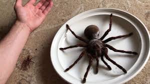 Massive Size Differences Between Two Tarantulas A Goliath Birdeater And A Dwarf Pumpkin Patch Australian Spider Big Spiders Large Spiders