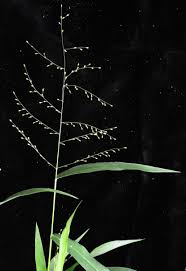 Image result for Urochloa umbellata