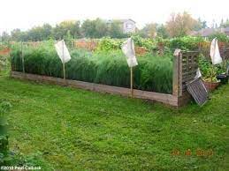 The Old Guy S Garden Blog October 2010 Backyard Garden Raised Garden Beds Asparagus Garden