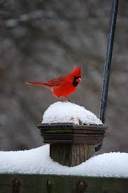 Birds Outside My Window Cardinal In Snow Love Seeing Them Outside My Window They Are So Beautiful Just Like All God S Creation Beautiful Birds Backyard Birds Birds