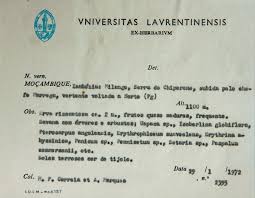 Image result for Afroligusticum claessensii