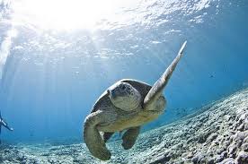 Talk To The Hand Animals Cool Pets Sea Turtle