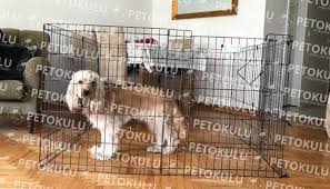 Kopek Egitim Citi Nedir Nasil Kullanilir Pet Okulu