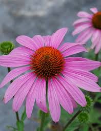 Image result for Echinacea purpurea `Magnus`