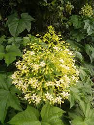 Image result for Dolichandrone alba