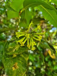 Image result for Peddiea