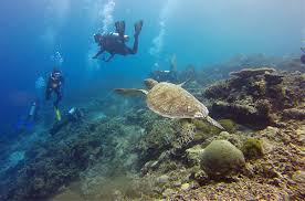What does penyu mean in malay? Tnc Five Threats On Turtles In Indonesia Greeners Co