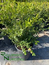 Image result for Buxus