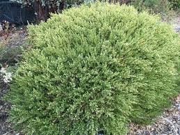 Image result for Commicarpus pilosus