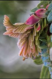 Image result for Brachystegia longifolia