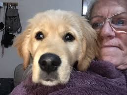 Serious about her biscuits! Goldie, 13 weeks