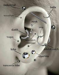 Pin By Richa Rajput On Tattoo Ideas Cool Ear Piercings Ear Piercing Diagram Ear Piercings