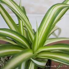 Image result for Chlorophytum lancifolium