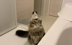 ミルクとオリーブ milk and olive on twitter milk scottish fold olive