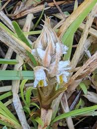 Image result for Zeuxine elongata