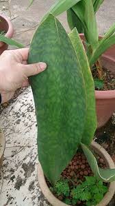 Try to keep its environment between 55 aloe vera absorbs carbon dioxide and releases oxygen at night, making it nice to have in bedrooms. Secrets Of Indoor Gardening In An Air Conditioned Room Jas Ancheta Interiors