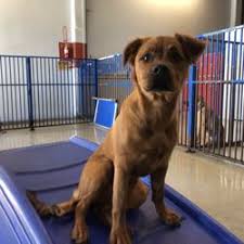 Macbook pro — our most powerful notebooks featuring fast processors, incredible graphics, touch bar, and a spectacular retina display. Best Free Puppies Near Me July 2021 Find Nearby Free Puppies Reviews Yelp