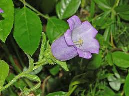 Image result for Campanulaceae