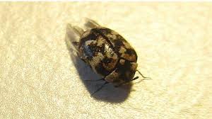 Learn 10 different ways that bugs and other critters can get into the home so that you can make sure they don't come inside your house this winter. How To Get Rid Of Carpet Beetles 12 Best Ways In 2021