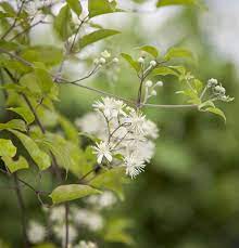 We did not find results for: Clematis Vitalba Gemeine Waldrebe Gartenbaumschule Becker