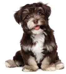 Find a mobile clinic near you learn more work for vanguard learn more got a question? Dog Vaccinations Everything You Must Know