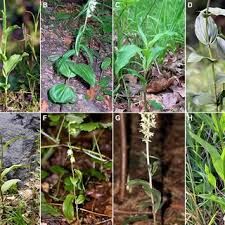 Image result for Epipactis africana