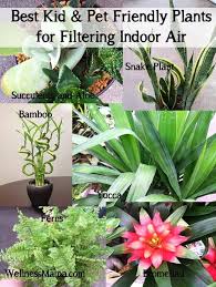 There may be some rare pets actually love to snack on certain varieties, especially air plants. How To Naturally Clean Indoor Air Wellness Mama Plants House Plants Cool Plants