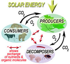 Maybe you would like to learn more about one of these? Cycling Through The Food Web