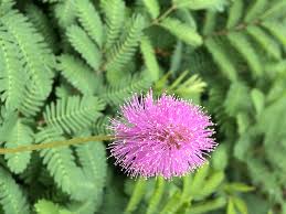 Propagation Bird Of Paradise Rhizome Sun Loving Sunshine Mimosa And Perennial Peanut Groundcovers Can Beat The Heat Tallahassee Com Community Blogs In 2020 Mimosa Flower Perennials Rhizome