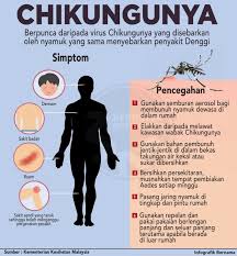 Cara membunuh jentik nyamuk menggunakan ikan hias. Kenali Chikungunya