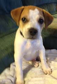 Quentin the Jack-a-Bee Puppy's Web Page