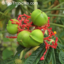 Image result for Jatropha multifida