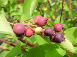 Sonstige früchte gibt es bei baumschule horstmann, dem pflanzenversender in deutschland. Baumschule Eggert Blutenstraucher Baumschulen Heckenpflanzen Saskatoon Beere Saskatoon Amelanchier Alnifolia In Unserem Online Shop Gunstig Bestellen