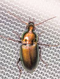 Image result for Poecilostachys