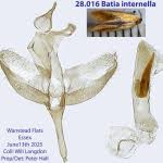 Image result for Batia internella