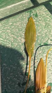 Image result for Potamogeton nodosus