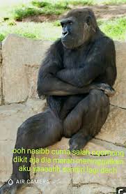  Jombloo Manink Semuanya Lucu Lucu Humor Lucu