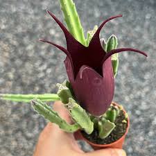 Image result for Stapelia leendertziae